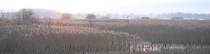 Ham Wall reedbed, Cambridgeshire
