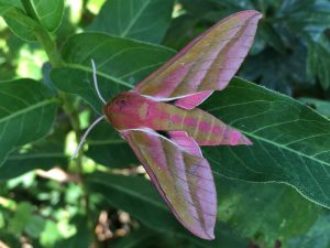 Elephant Hawk-moth sitting on a leaf, Sussex