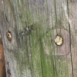 leafcutter bee nests in a wooden post