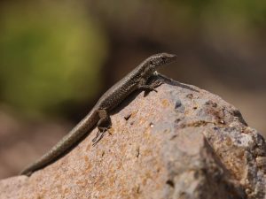 Madeiran Lizard on top of a rock, Madeira