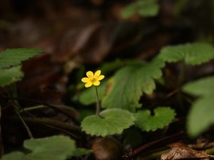 Madeiran Moneywort flower, Madeira