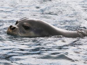 Mediterranean Monk Seal peeping out of the waves, Madeira