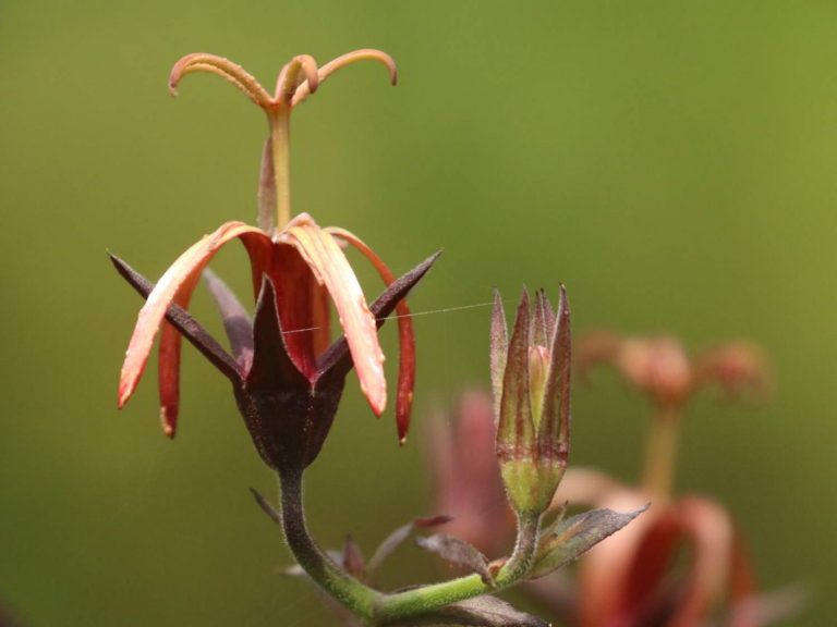 Musschia wollastonii flower, Madeira