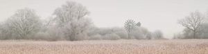 Reedbed in freezing fog, Cambridgeshire