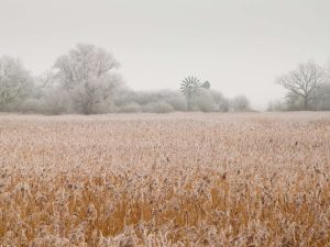 Reedbed in freezing fog, Cambridgeshire
