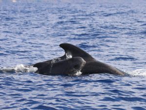 Short-finned Pilot Whales swimming, Madeira