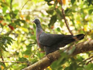 Trocaz Pigeon standing on a branch, Madeira