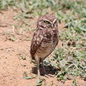 Burrowing Owl standing alert on sandy ground, Colombia