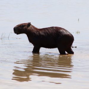 Capybara standing knee-deep in muddy water, Colombia