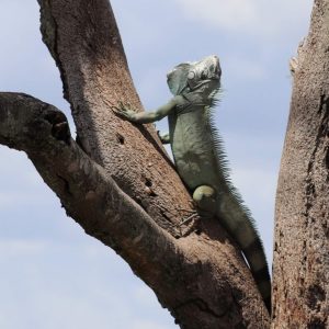 Green Iguana basking head up on a tree, Colombia