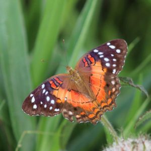 Scarlet Peacock perched on a stem, Colombia