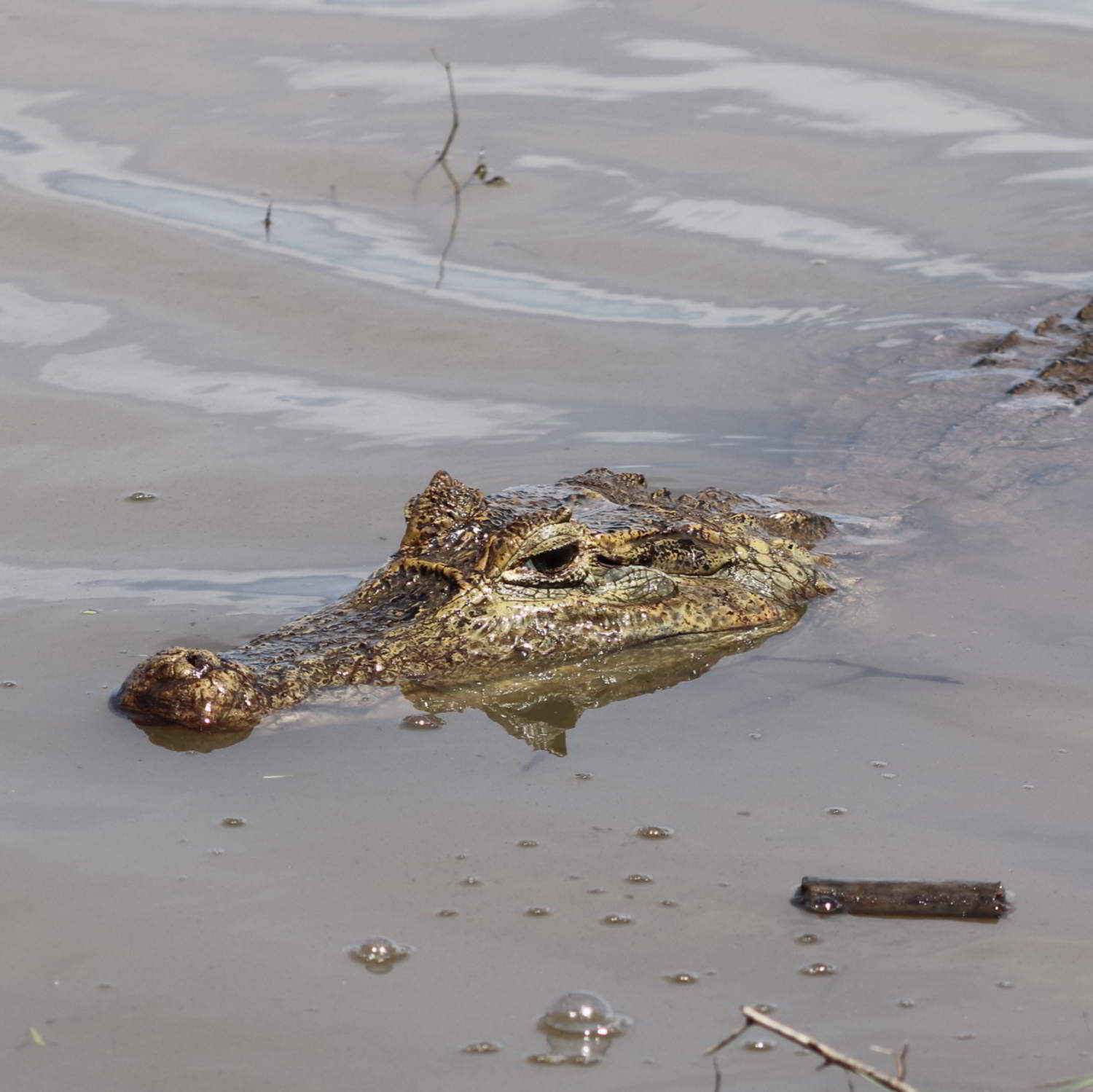 partially submerged Spectacled Caiman in Colombia