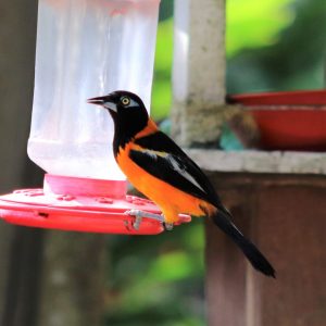 Venezuelan Troupial perched on a bird feeder, Colombia