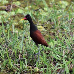 Wattled Jacana striding over wet ground, Colombia