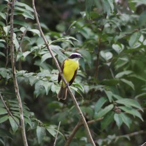 White-bearded Flycatcher perched on a twig, Colombia