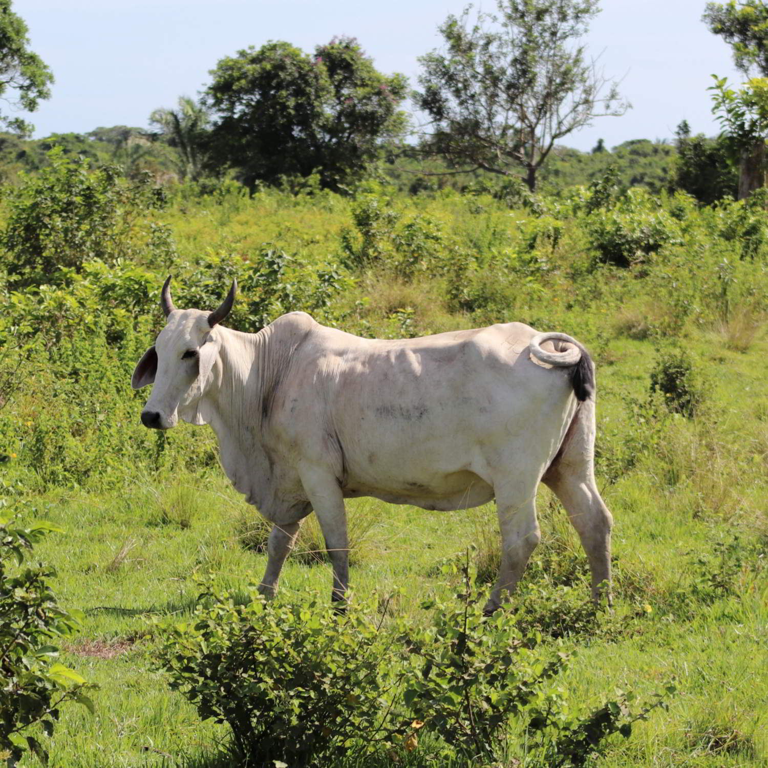 Zebu cow standing in the llanos, Colombia