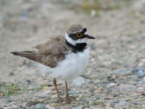 Little Ringed Plover standing on a stony beach, Bulgaria