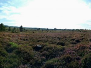 heathland on Hartland Moor