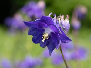 Columbine flowers