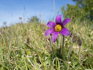 Pasqueflower in short grassland