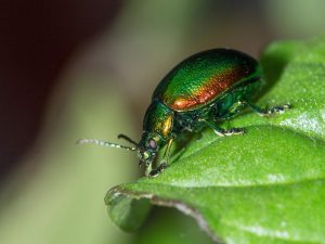 Tansy Beetle walking over a leaf