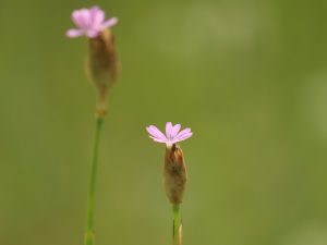 Childing Pink flowers, Sussex