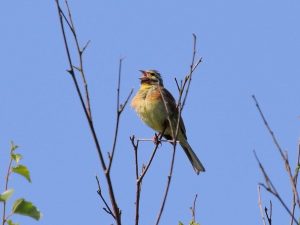 Cirl Bunting singing from a twig, Devon