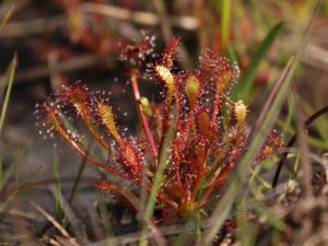 Oblong-leaved Sundew, Dorset