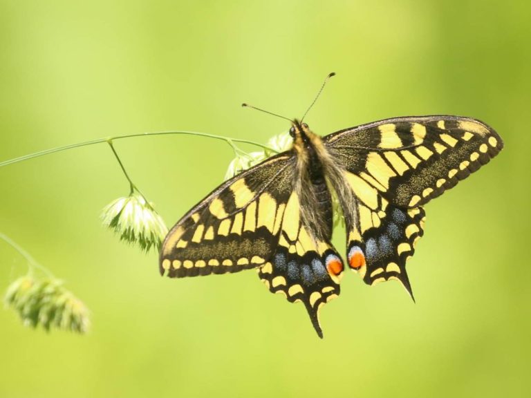 Swallowtail sitting on grass, Norfolk