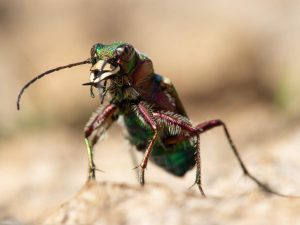 Green Tiger Beetle close up