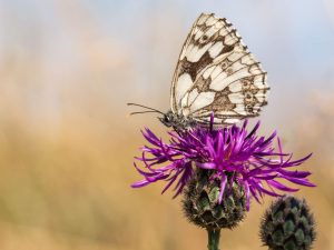 Marbled White sitting on Greater Knapweed