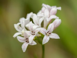 close up Squinancywort flower