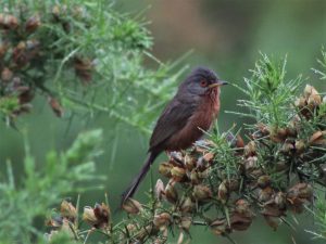 Dartford Warbler sitting among gorse, Surrey