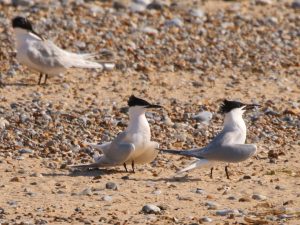 three Sandwich Terns standing on shingle beach, Norfolk