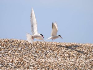 two Common Terns flying low over shingle, Norfolk
