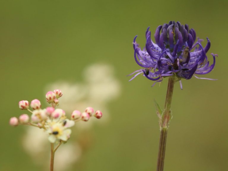 Round-headed Rampion flower, Sussex