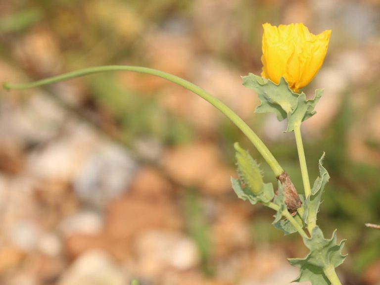 Yellow Horned-poppy flower, Sussex