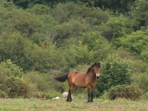 Exmoor Pony standing in grassland, Sussex