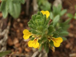 Ajuga chamaepithys flowers, Cyprus