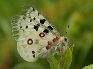 Apollo sitting on small leaves, Slovakia