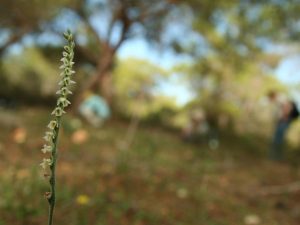 Autumn Lady's-tresses in a dappled woodland, Cyprus
