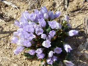 Autumn Mandrake flowers in Andalucia