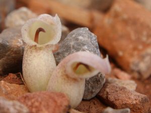 Biarum davisii flowers, Crete
