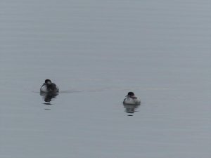 two Black-necked Grebes on calm water in Bulgaria