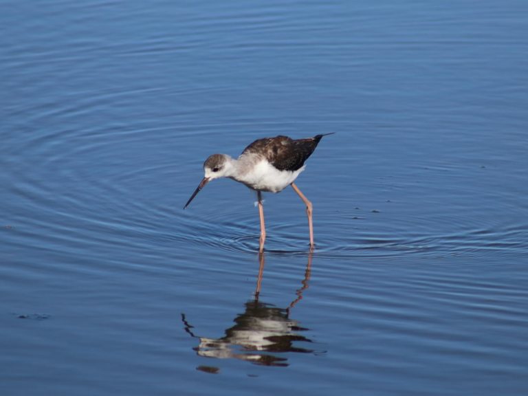 Black-winged Stilt wading in a pool, Mallorca