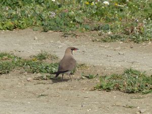 Collared Pratincole on bare ground in Andalucia