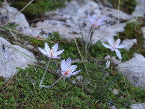 Crocus cambessedesii flowers in Mallorca