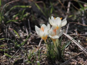 Crocus hadriaticus flowers in the Peloponnese