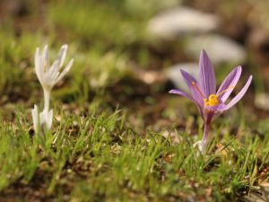 Crocus oreocreticus flowers in Crete