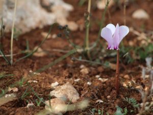 Cyclamen graecum flower in the Peloponnese